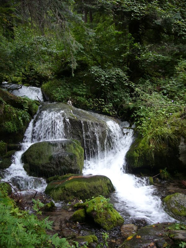 Forest Above Pulga